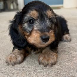 Violet - Black and tan female Dachshund puppy in Edmond, Oklahoma from Mini Browne Dachshunds