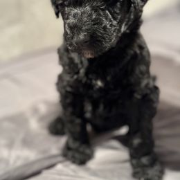 Goldendoodle Puppies from Doodles R Us