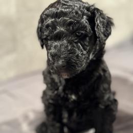 Goldendoodle Puppies from Doodles R Us