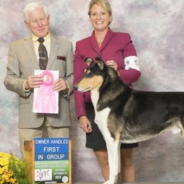 Collies from Pyman Collies
