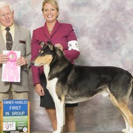 Collies from Pyman Collies