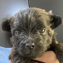 Toto Boy 3 - Brindle male Cairn Terrier puppy in Bigfork, Minnesota from Dachshunds Up North