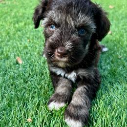 Archie - Liver male Miniature Schnauzer puppy in Canyon Lake, Texas from Chambers Schnauzers
