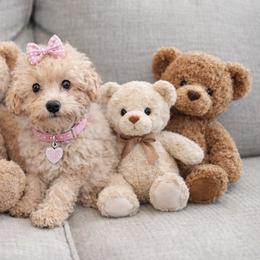 Maya - Cream female Poodle puppy in Hernando Beach, Florida from Minipupps