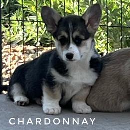 Chardonnay - Black and tan female Pembroke Welsh Corgi puppy in Vernal, Utah from Bingo's Kennel