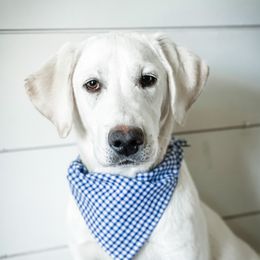 Blitzen - Labrador Retriever