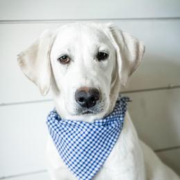Blitzen - Labrador Retriever