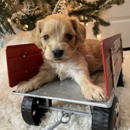 Cavalier King Charles Spaniel and Cavapoo Puppies from K’s Cavys