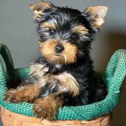 Boy - Black and gold male Yorkshire Terrier puppy in San Diego, California from BC Breeders Association