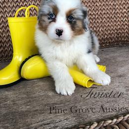 Australian Shepherd Puppies from Pine Grove Aussies