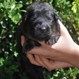 Red collar Male - Black and red male German Shepherd puppy in Marianna, Florida from Haus M Godwin