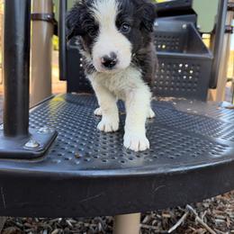 Posty - Black and white male Border Collie puppy in Richland Hills, Texas from Bordercollieblues