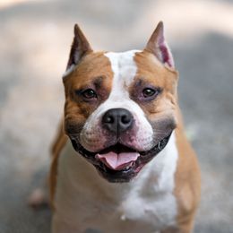 Champion Boogie - American Staffordshire Terrier