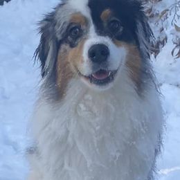 Australian Shepherds and German Shorthaired Pointers from Flynbee Farm