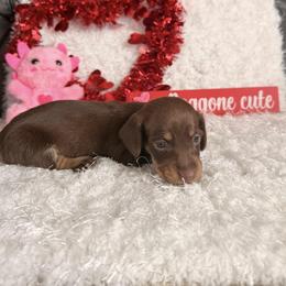 Rosie - Chocolate and tan female Dachshund puppy in Hillsville, Virginia from Bonderosa Kennels