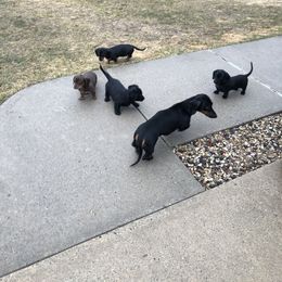 Dachshund Puppies from Doxie Acres