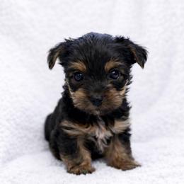 Rosie - Black and tan female Yorkshire Terrier puppy in Iron Mountain, Michigan from Celestial Family Terriers (Yooper Yorkies)