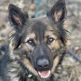 Echo - German Shepherd