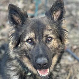 Echo - German Shepherd