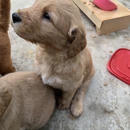 Goldendoodle Puppies from Dolly Doodle’s Doodles