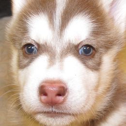 Siberian Husky puppies from Rebel Huskys