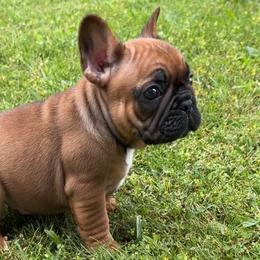 French Bulldogs from Tri County Frenchies