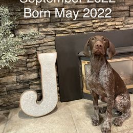 German Shorthaired Pointer All Grown Up from Tricia's GSPs
