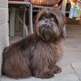 Teddy - Shih Tzu