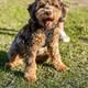 Macchi