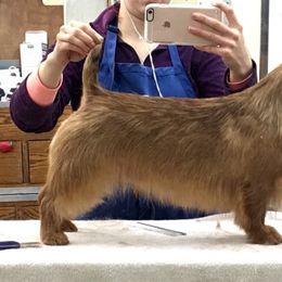 Australian Terrier All Grown Up from Redsky Australian Terriers