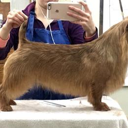 Australian Terrier All Grown Up from Redsky Australian Terriers