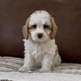Willow - Parti female Goldendoodle puppy in St George, Utah from Doodle Bears of Southern Utah