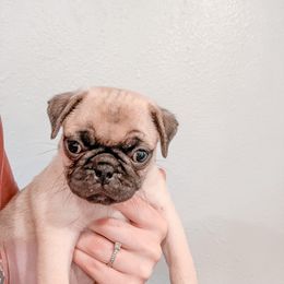 Earl (Earl Dibbles Jr.) - Pug puppy in Oregon from Hailey's Pugs