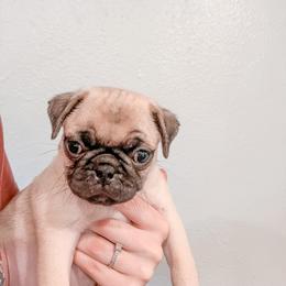 Earl (Earl Dibbles Jr.) - Pug puppy in Oregon from Hailey's Pugs