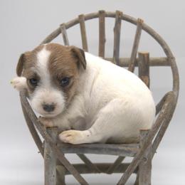 Penelope - White and tan female Parson Russell Terrier puppy in Menifee, California from Wendover Terriers