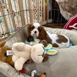 Ashley's Boy 2 - Blenheim male Cavalier King Charles Spaniel puppy in Loco, Oklahoma from Sweet Heart Cavaliers