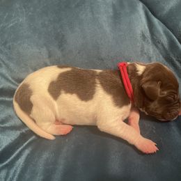 German Shorthaired Pointer and Jack Russell Terrier Puppies from Ivy Creek Kennels