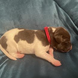 German Shorthaired Pointer and Jack Russell Terrier Puppies from Ivy Creek Kennels