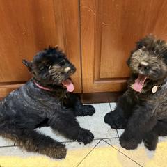 Ambassador BOUVIER, Martha, Fortress of passion and purpose - Brindle female Bouvier des Flandres puppy in Placentia, California from Ambassador BOUVIER