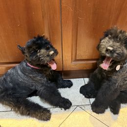 Ambassador BOUVIER, Martha, Fortress of passion and purpose - Brindle female Bouvier des Flandres puppy in Placentia, California from Ambassador BOUVIER