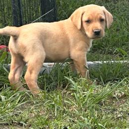 Pink - Yellow female Labrador Retriever puppy in Newton Grove, North Carolina from Wayalife Labradors & Gsp’s