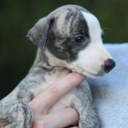 Whippet Puppies from Wildbriar Whippets