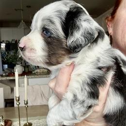 Alaska - Blue merle male Toy Australian Shepherd puppy in Menifee, California from Riders Toy Aussies