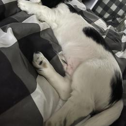 Vinny - Piebald male Dachshund puppy in Yelm, Washington from Hughes' Doxies
