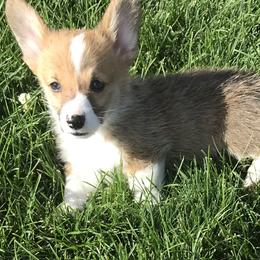 Oly - Fawn male Pembroke Welsh Corgi puppy in Indian Valley, Idaho from Indian Valley Corgies