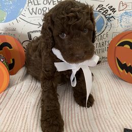 Goldendoodle Puppies from What’s Up Doodles