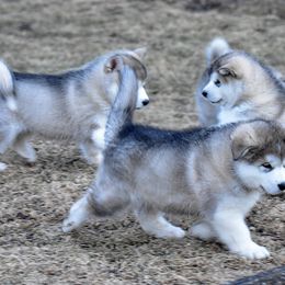 Alaskan Malamute Puppies from Sno-Ridge Alaskan Malamutes est 1972