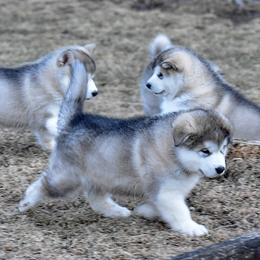 Alaskan Malamute Puppies from Sno-Ridge Alaskan Malamutes est 1972