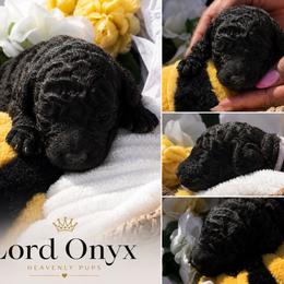 Lord Onyx - Black male Goldendoodle puppy in Duluth, Minnesota from heavenly Pups kennel