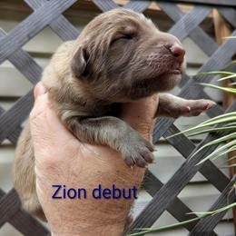 Tilbert - Liver male German Shepherd puppy in Olean, New York from F&B Kennels
